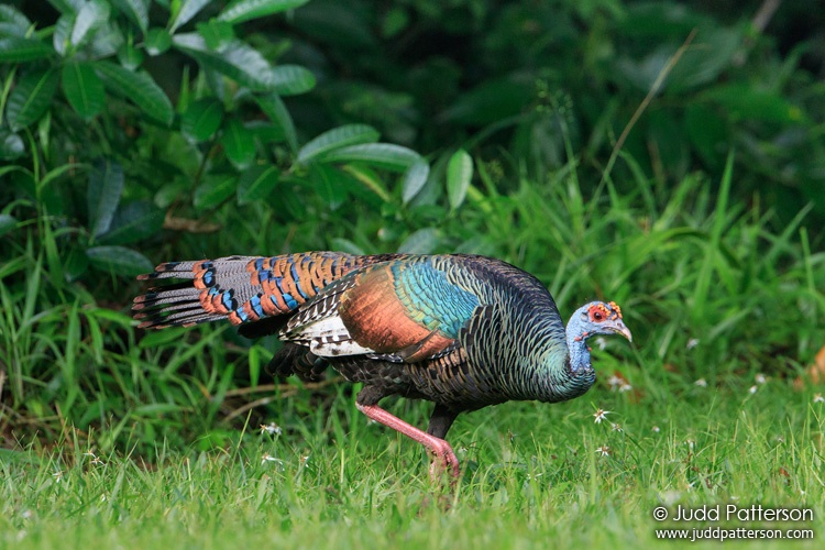 Ocellated Turkey, La Milpa Research Station, Belize